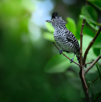 Barred Antshrike (male) / Barred Antshrike (male)