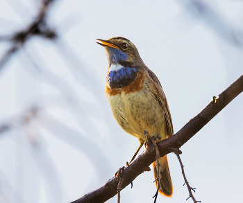 Blaukehlchen / ***