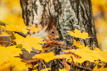 In der Herbst-Park. / ***