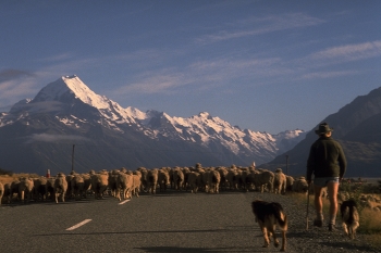 New Zealand, Mt Cook / Located in the centre of New Zealand's South Island, Mount Cook (Aoraki) is New Zealand's highest peak.

For many, an image of New Zealand might include the snow-capped mountain of Mt Cook, or sheep. And they wouldn't be far wrong.

One might have to be really lucky to be presented with a picture of both in the same frame though.

While hitch-hiking through the Mackenzie region, I couldn't believe the scene in front of me when our car was held up by sheep on the road to Mt Cook.

The once in a lifetime view just cried out to be framed.

Photo by Michel Guntern, https://TravelNotes.org