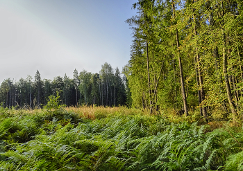 Morgen in den Wald / ***