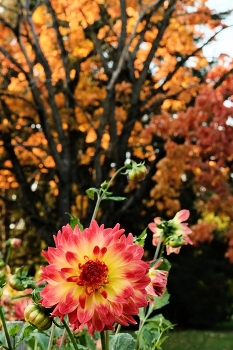 The Autumn Peony / Latvian National Botanic Garden