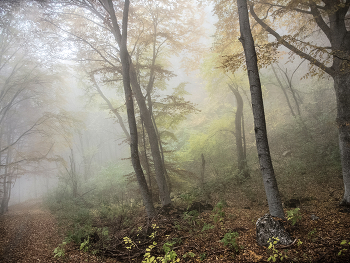 Herbstnebel / ***