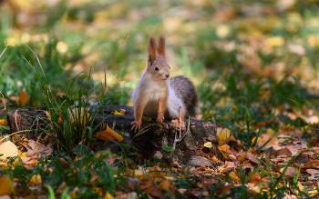 Nur Herbst / ***