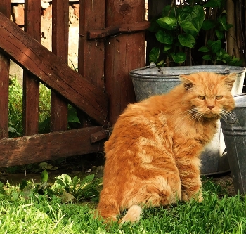 orange cat / ***