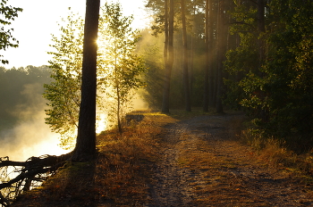 Morgen in den Wald / ***