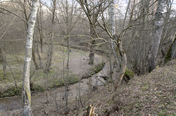 Morgen in den Wald / ***