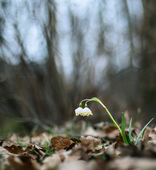 Es war Frühling / ***