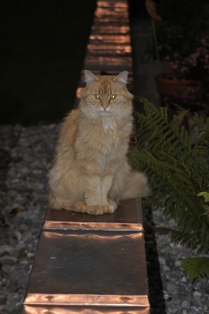 Kater auf Kupferblech / ***