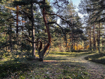 Winterwald / ***