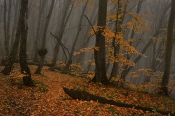 Herbst Spur / ***