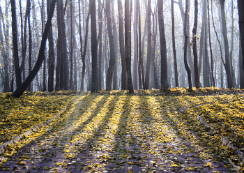 Herbstlicht / ***