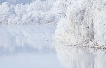 Schwanensee / ***