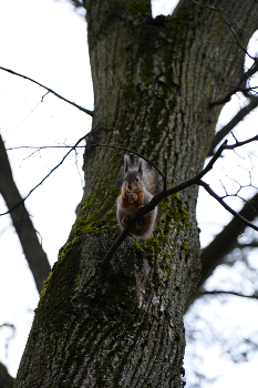 Eichhörnchen / ***