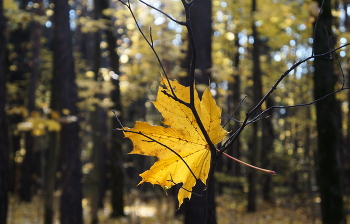 Last Leaf / ***