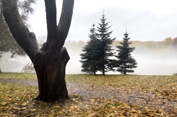 Krestovskiy Insel / ***