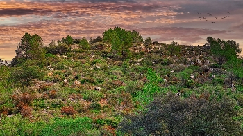 Gavadà (Vandellòs) - ramat de cabres - Baix Camp / Gavadà (Vandellòs) - ramat de cabres - Baix Camp