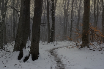 Sonnenaufgang im Wald / ***