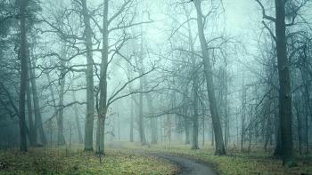 Spaziergang im Nebel / ***