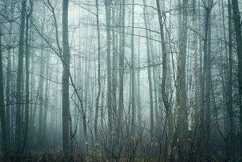 Spaziergang im Nebel / ***