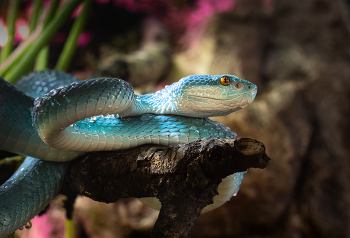 White-Lipped Viper / A small White-Lipped Island Pit Viper resting on a tree branch.
Unlikely to kill you if you're bitten, but you'll know about it.