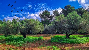 Pla de Sta. Maria - La Capona (oliveres i aus) - Alt Camp / Pla de Sta. Maria - La Capona (oliveres i aus) - Alt Camp