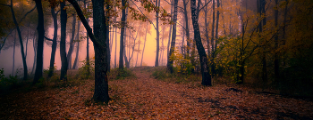 Morgen in den herbstlichen Wald / ***