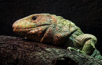 Northern Caiman Lizard / A Northern Caiman Lizard .. spends most of it's time in the water!