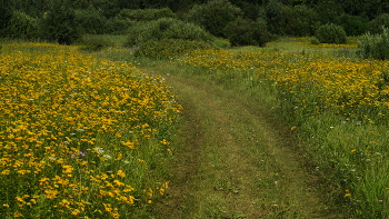 Gänseblümchen. / ***