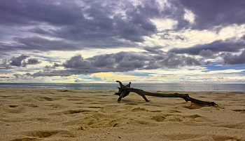 Bird Island Strand / ***