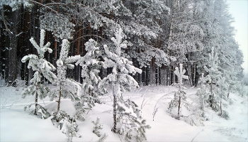 Winterwald / ***