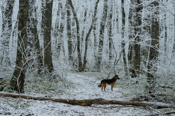 Magical Forest / ***