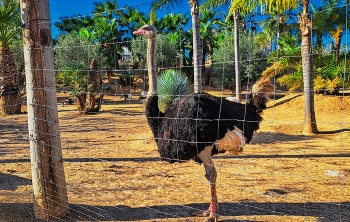 Riudoms - La mascota i el jardi (estruç) - Baix Camp / Riudoms - La mascota i el jardi (estruç) - Baix Camp