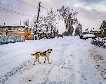 Hund / ***