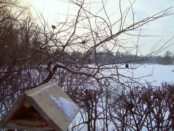 In Zarskoje Selo / ***
