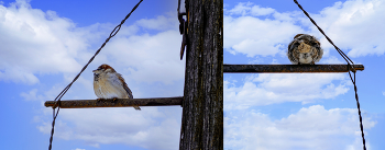 Sparrows / ***