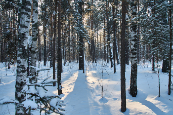 Winter / ***