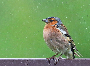 Rainy Stimmung / ***