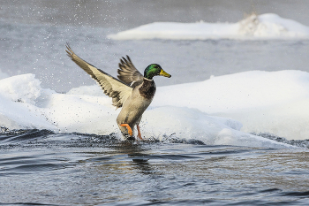 Auf der Winter Fluss / ***