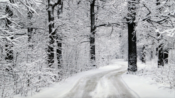 Winterwald / ***