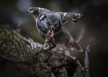 Northern hawk-owl / Northern hawk-owl