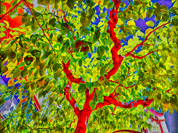 Tarragona - El Serrallo (arbre) - Tarragonès / Tarragona - El Serrallo (arbre) - Tarragonès