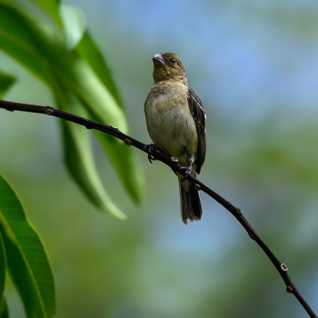 Morelet's-seedeater (f) / Morelet's-seedeater (f)