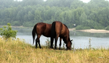 Auf dem Fluss. / ***