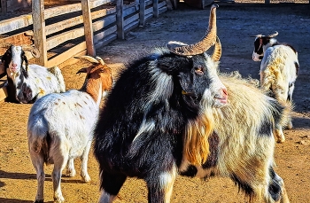 Riudoms - la mascota i el jardí (cabró i cabres) - Baix Camp / Riudoms - la mascota i el jardí (cabró i cabres) - Baix Camp