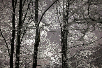 schneit / ***