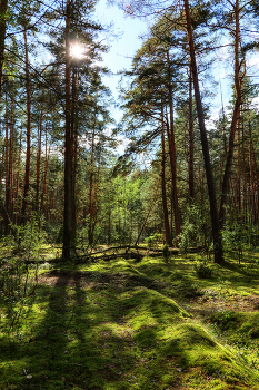 In einem Kiefernwald / ***