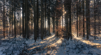 Winter in den Wäldern / ***