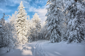 Winter-Nachmittag / ***