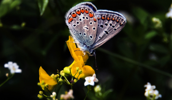 Kupfer-Schmetterling / ***